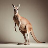 a kangaroo standing on its hind legs in front of a gray background photo