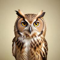 owl on lite background photo