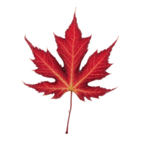 Maple Leaf vibrant red leaf with deep lobes and intricate veins curling at the edges png