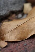 Photo of ants with a macro camera
