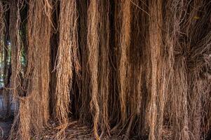 The adventitious roots of a large old banyan tree look spooky with a mystical and haunted aura photo
