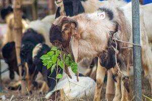 an Etawa goat eating leaves at a sacrificial animal market or farm photo