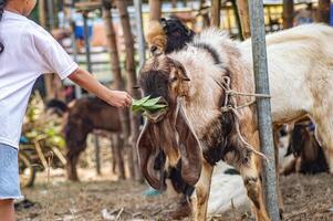 two boys and a girl are having fun feeding goats at a farm or market for sacrificial animals for the Eid al-Fitr holiday photo