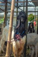 an etawa goat or Capra aegagrus hircus at an animal market or farm. sacrifice for the celebration of Eid al-Adha for Muslims around the world photo