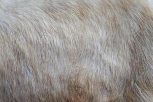 the texture or material of white or gray goat hair photo
