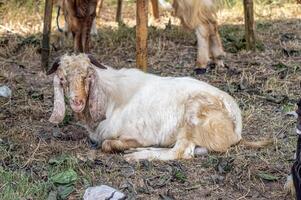 an etawa goat or Capra aegagrus hircus at an animal market or farm. sacrifice for the celebration of Eid al-Adha for Muslims around the world photo
