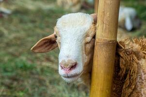 an Samosir goat or Capra aegagrus hircus at an animal market or farm. sacrifice for the celebration of Eid al-Adha for Muslims around the world photo