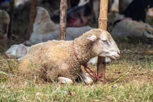 a Samosir goat resting at the sacrificial animal market photo