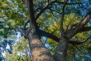 low angle view of a large tree in the middle of a forest or in a national park that is preserved or environmentally conserved photo