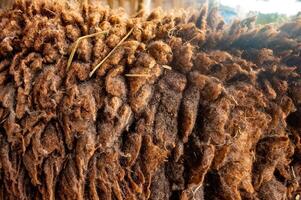 brown sheep's wool texture or material for fabric or textile purposes photo