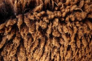 brown sheep's wool texture or material for fabric or textile purposes photo