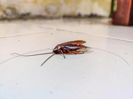 a dead cockroach on the floor photo