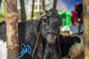 an etawa goat or Capra aegagrus hircus at an animal market or farm. sacrifice for the celebration of Eid al-Adha for Muslims around the world photo