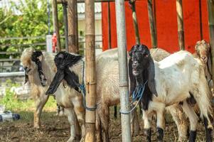 an etawa goat or Capra aegagrus hircus at an animal market or farm. sacrifice for the celebration of Eid al-Adha for Muslims around the world photo