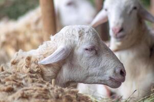 an Samosir goat or Capra aegagrus hircus at an animal market or farm. sacrifice for the celebration of Eid al-Adha for Muslims around the world photo