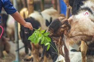 two boys and a girl are having fun feeding goats at a farm or market for sacrificial animals for the Eid al-Fitr holiday photo