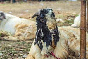 an etawa goat or Capra aegagrus hircus at an animal market or farm. sacrifice for the celebration of Eid al-Adha for Muslims around the world photo