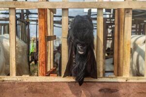 an etawa goat or Capra aegagrus hircus at an animal market or farm. sacrifice for the celebration of Eid al-Adha for Muslims around the world photo
