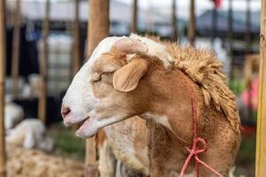 an etawa goat or Capra aegagrus hircus at an animal market or farm. sacrifice for the celebration of Eid al-Adha for Muslims around the world photo