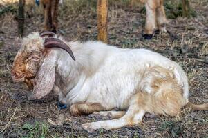 an etawa goat or Capra aegagrus hircus at an animal market or farm. sacrifice for the celebration of Eid al-Adha for Muslims around the world photo