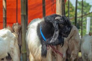 an etawa goat or Capra aegagrus hircus at an animal market or farm. sacrifice for the celebration of Eid al-Adha for Muslims around the world photo