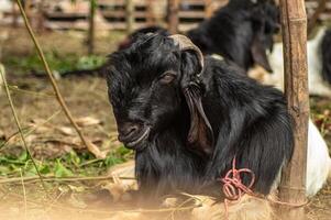 an etawa goat or Capra aegagrus hircus at an animal market or farm. sacrifice for the celebration of Eid al-Adha for Muslims around the world photo