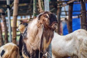 an etawa goat or Capra aegagrus hircus at an animal market or farm. sacrifice for the celebration of Eid al-Adha for Muslims around the world photo