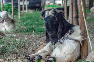 an etawa goat or Capra aegagrus hircus at an animal market or farm. sacrifice for the celebration of Eid al-Adha for Muslims around the world photo