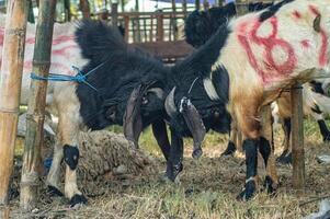 an Etawa goat fighting at a sacrificial animal market or farm photo