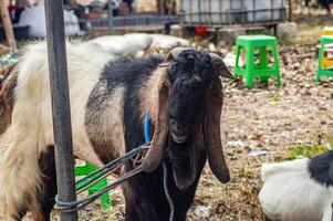 an etawa goat or Capra aegagrus hircus at an animal market or farm. sacrifice for the celebration of Eid al-Adha for Muslims around the world photo