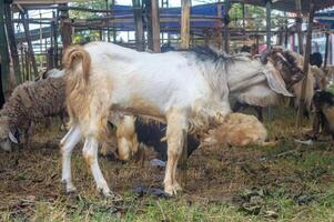 an etawa goat or Capra aegagrus hircus at an animal market or farm. sacrifice for the celebration of Eid al-Adha for Muslims around the world photo