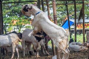 an etawa goat or Capra aegagrus hircus at an animal market or farm. sacrifice for the celebration of Eid al-Adha for Muslims around the world photo