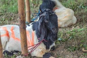 an etawa goat or Capra aegagrus hircus at an animal market or farm. sacrifice for the celebration of Eid al-Adha for Muslims around the world photo