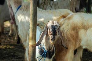 an etawa goat or Capra aegagrus hircus at an animal market or farm. sacrifice for the celebration of Eid al-Adha for Muslims around the world photo