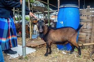 a mountain goat at a livestock market or farm. sacrifice for the celebration of Eid al-Adha for Muslims around the world photo