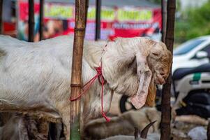 an etawa goat or Capra aegagrus hircus at an animal market or farm. sacrifice for the celebration of Eid al-Adha for Muslims around the world photo