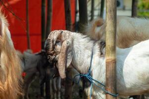 an etawa goat or Capra aegagrus hircus at an animal market or farm. sacrifice for the celebration of Eid al-Adha for Muslims around the world photo