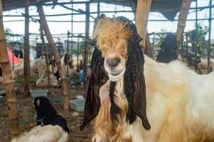 an etawa goat or Capra aegagrus hircus at an animal market or farm. sacrifice for the celebration of Eid al-Adha for Muslims around the world photo