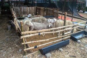 the atmosphere of an animal market or farm filled with lots of goats. sacrifice for the celebration of Eid al-Adha for Muslims around the world photo