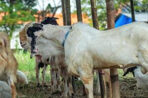 an etawa goat or Capra aegagrus hircus at an animal market or farm. sacrifice for the celebration of Eid al-Adha for Muslims around the world photo