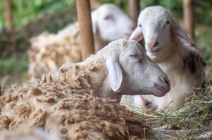 an Samosir goat or Capra aegagrus hircus at an animal market or farm. sacrifice for the celebration of Eid al-Adha for Muslims around the world photo