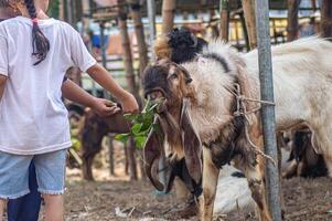 two boys and a girl are having fun feeding goats at a farm or market for sacrificial animals for the Eid al-Fitr holiday photo