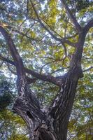 low angle view of a large tree in the middle of a forest or in a national park that is preserved or environmentally conserved photo