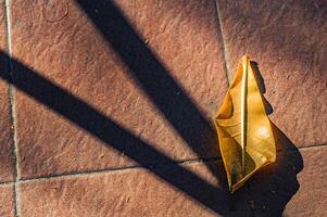 a dry leaf from the barringtonia asiatica or mangrove plant that fell on the floor. suitable for wallpaper or background photo