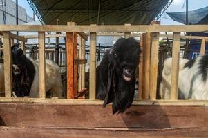 an etawa goat or Capra aegagrus hircus at an animal market or farm. sacrifice for the celebration of Eid al-Adha for Muslims around the world photo