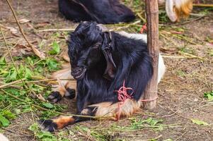 an Etawa goat resting at the sacrificial animal market or farm photo