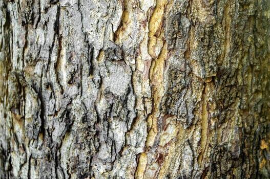 el textura de registros o grande árbol bañador para el madera Procesando industria mira similar a planta fósiles foto