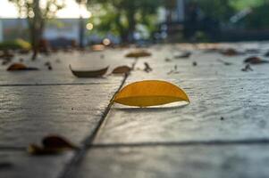 close up of dry leaves scattered on the floor of a city park photo