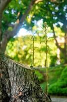 Young tree seedling grow from old stump with copy space photo