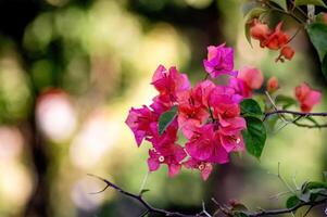 a group of red paper flower plants or Bougainvillea glabra with blurred background copy space. suitable for biology, conservation, and science content photo